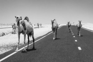 camels