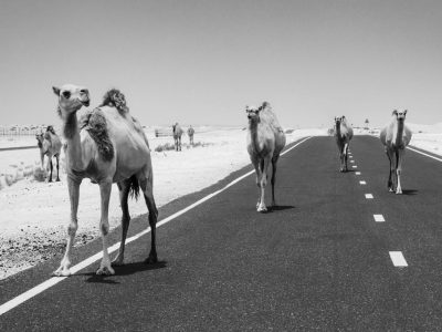 camels